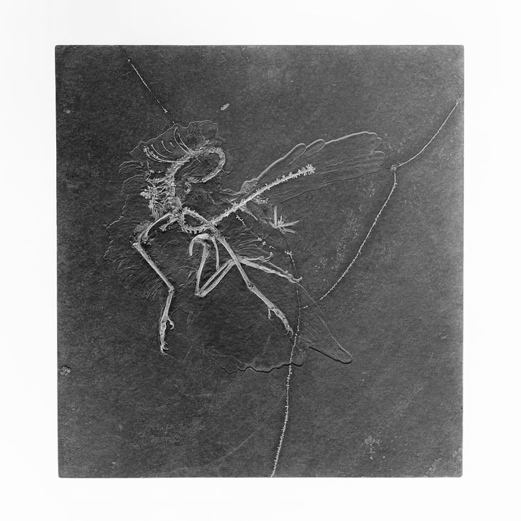 Archaeopteryx Lithographica, 11th specimen, monochrome