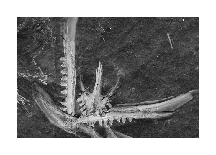 Archaeopteryx Lithographica, 11th specimen, detail of  skull remains with upper and lower jaw