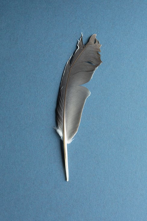 bent dove feather on blue background, upper side