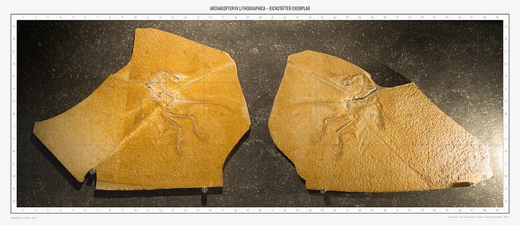 Archaeopteryx Lithographica, overview map of main plate and counter plate of the Eichstätt Specimen