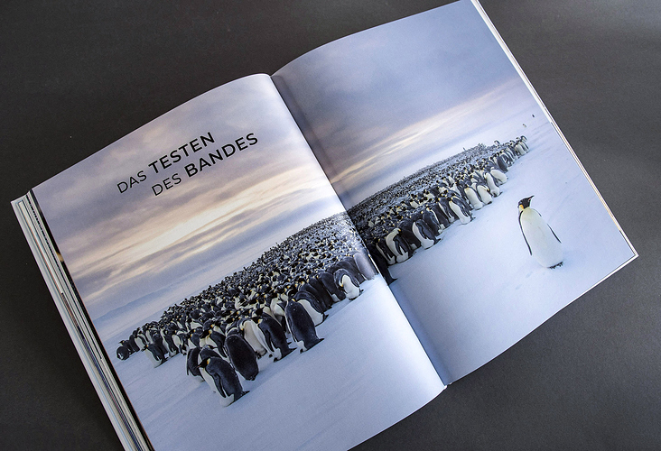 Kapitelaufmacher „Das Leben der Pinguine“
