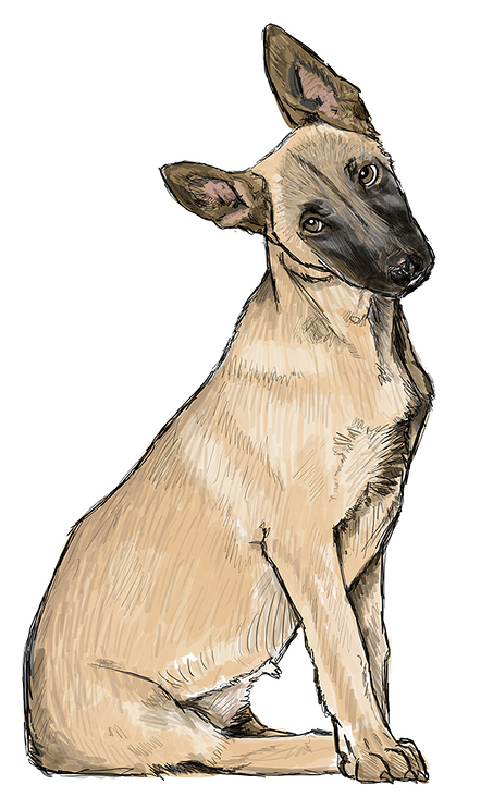 Junghund Illustration