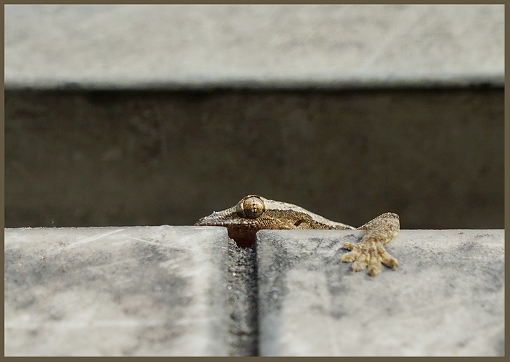 2020−08−28  Kuala Lumpur Gecko 02