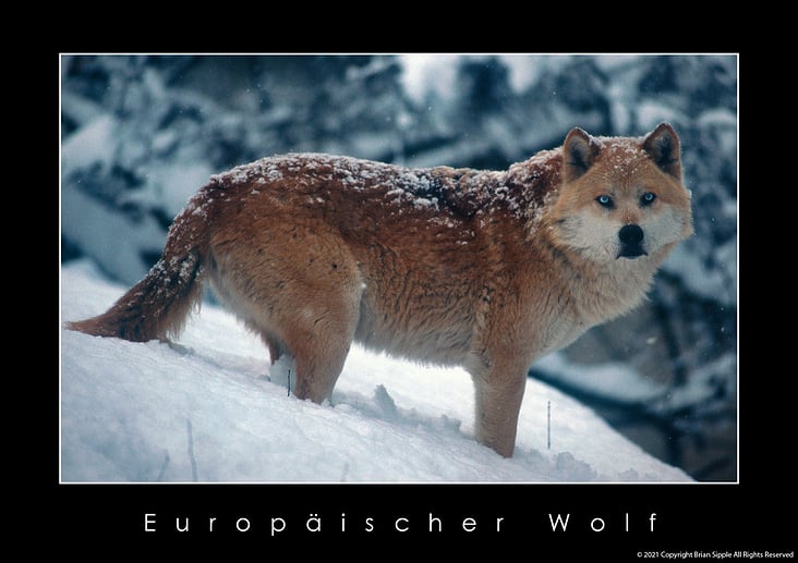 Europäische Wolf