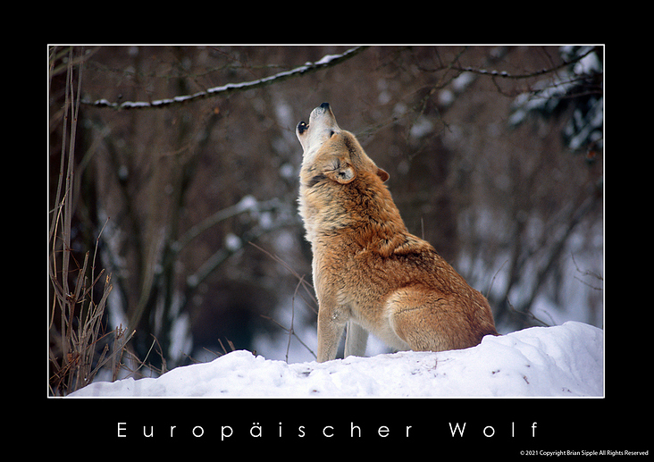 Europäische Wolf