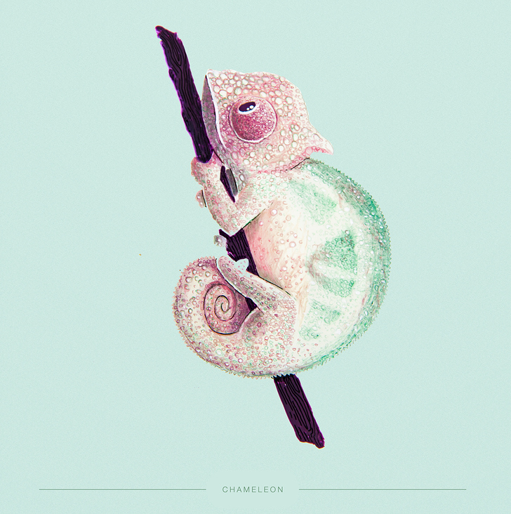 Abstrusa-Illustration-Animals-08