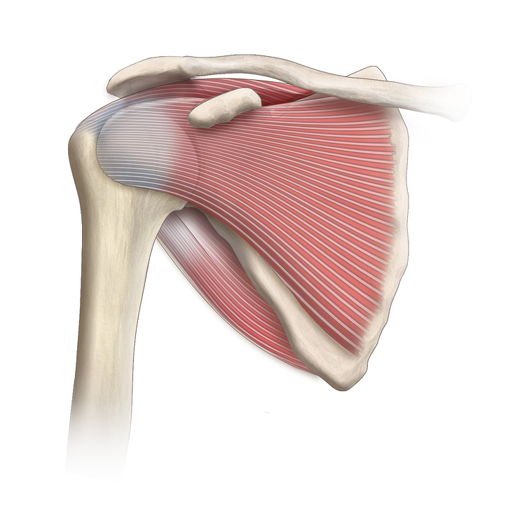 shoulder anatomy