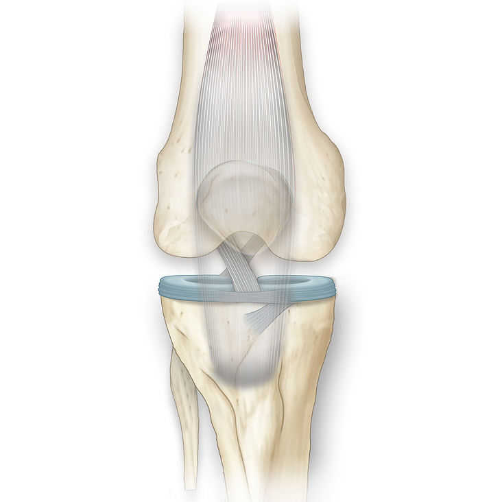 Knee anatomy