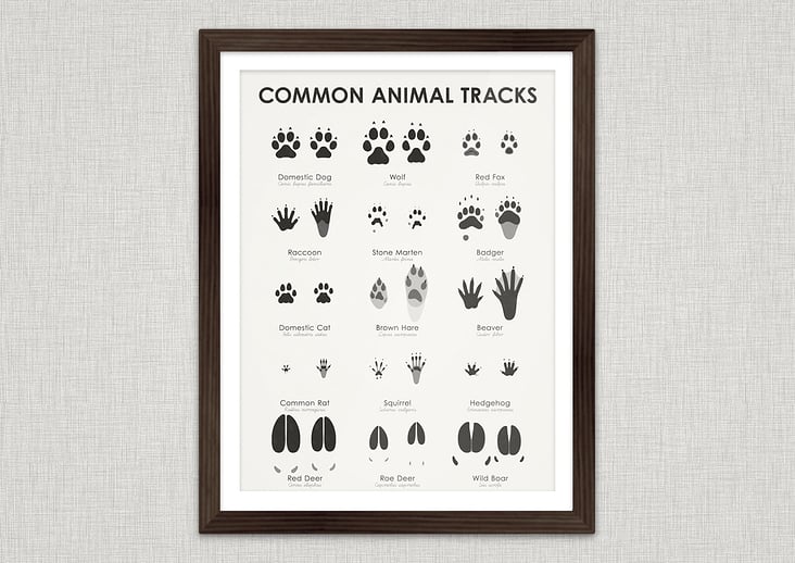 Common Animal Tracks Poster