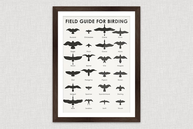 Field Guid for Birding