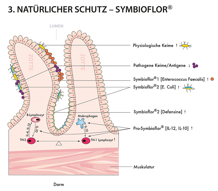 Schaubild für Symbioflor, digitale Illustration