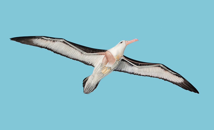 Albatros Illustration / Photoshop