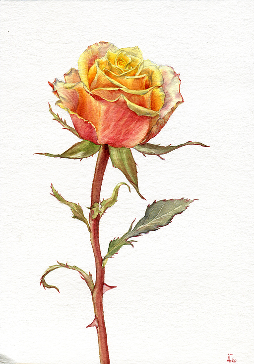Rose – Aquarell