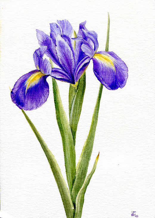 Iris – Aquarell