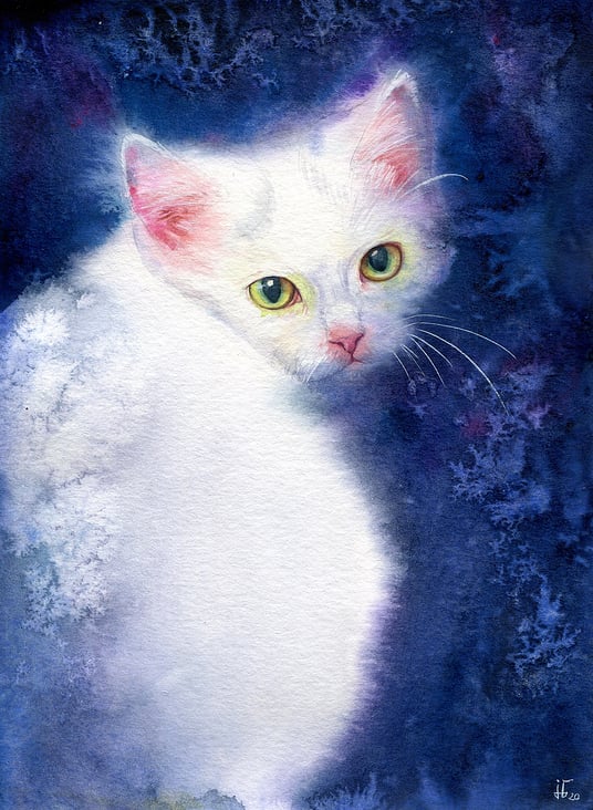 weiße Katze – Aquarell