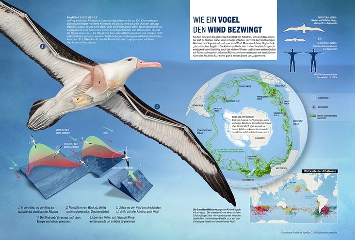 Infografik Albatros