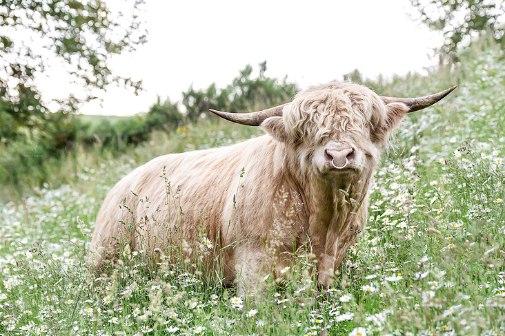 Highlandcattle-Bulle / Züchtershooting