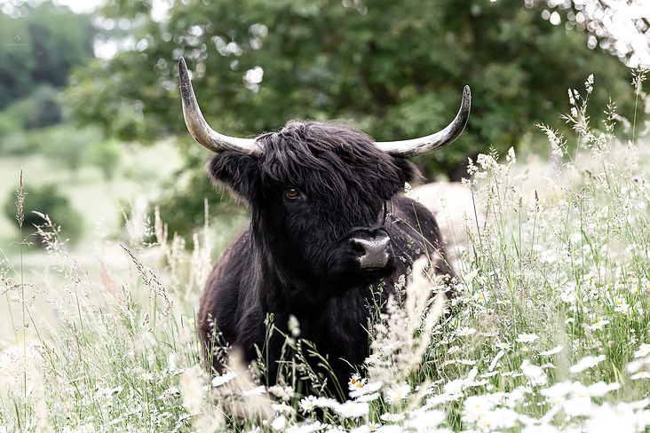 Highlandcattle-Rind / Züchtershooting