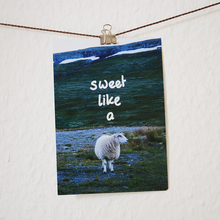 Foto-Postkarte „Sweet like a sheep“
