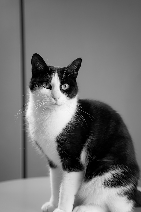 One more view straight to the camera. B&W Cat