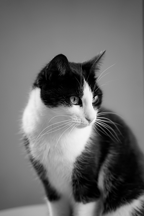 Black and White Cat – Profile