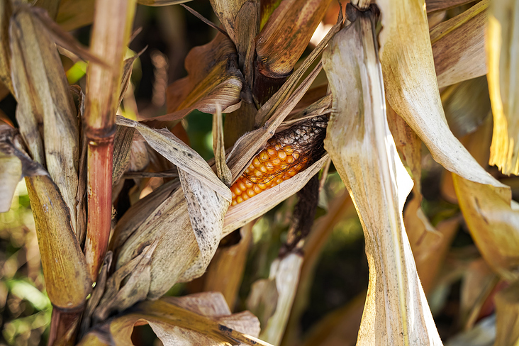Trockener reifer Maiskolben im Herbst