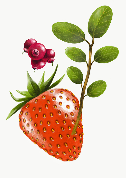Erdbeere/strawberry