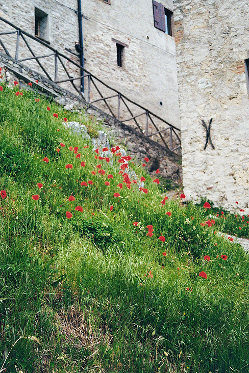 ROTER MOHN – Johannes Ziegler Analog Fotografie