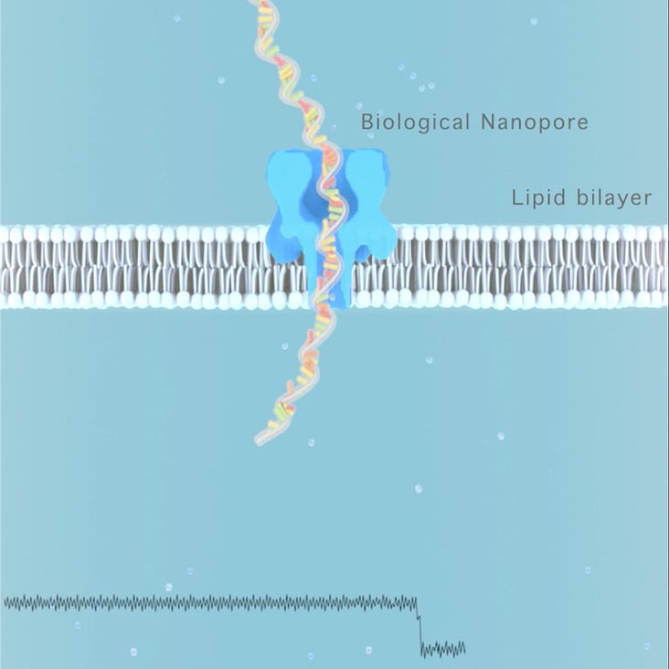 nanopore02