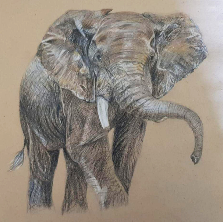 Tierstudie – Elefant
