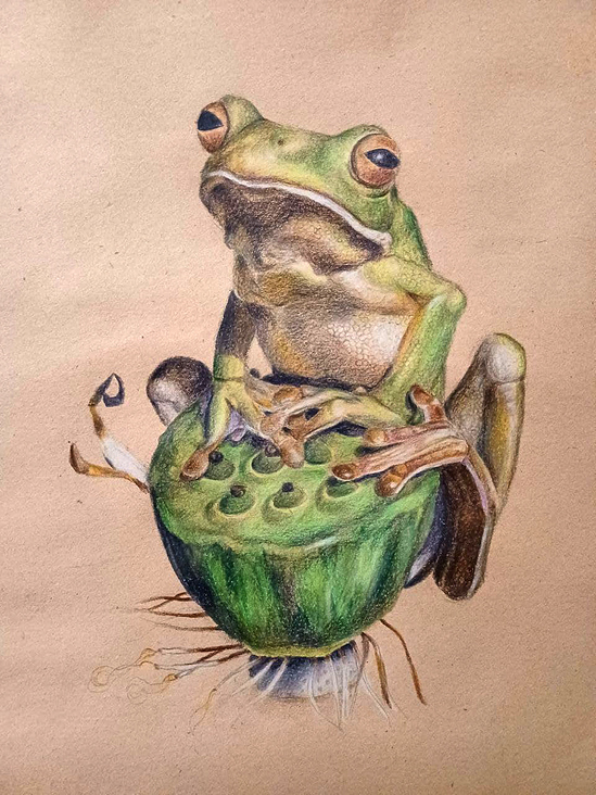 Tierstudie – Frosch