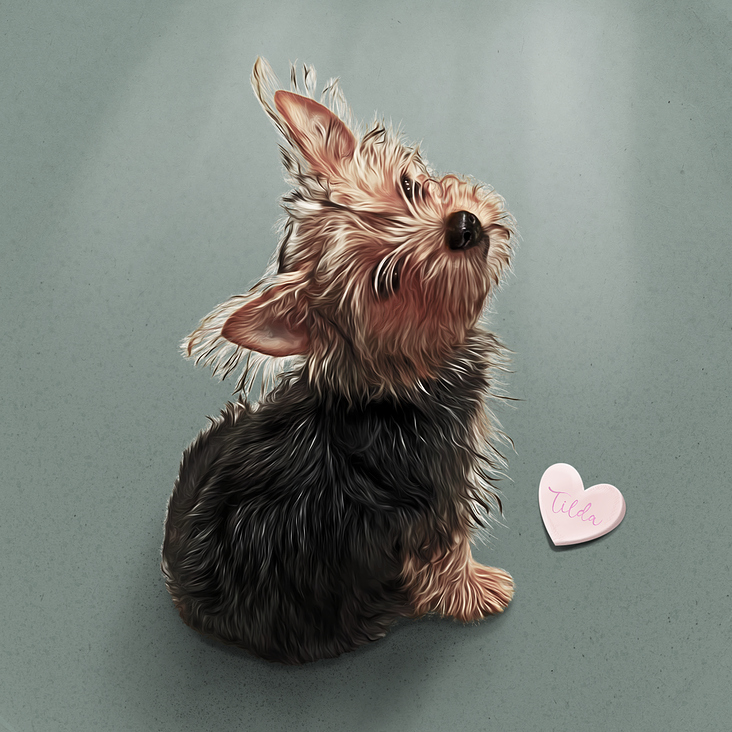 Tilda – Porträt des Hundes