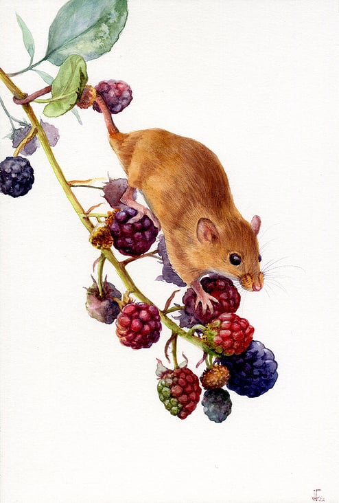 Maus und Brombeeren – naturalistische Illustration