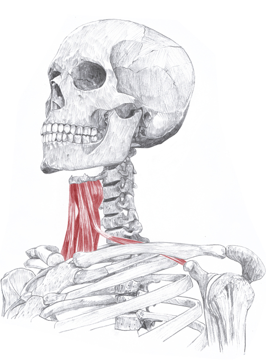 Anatomische Zeichnung