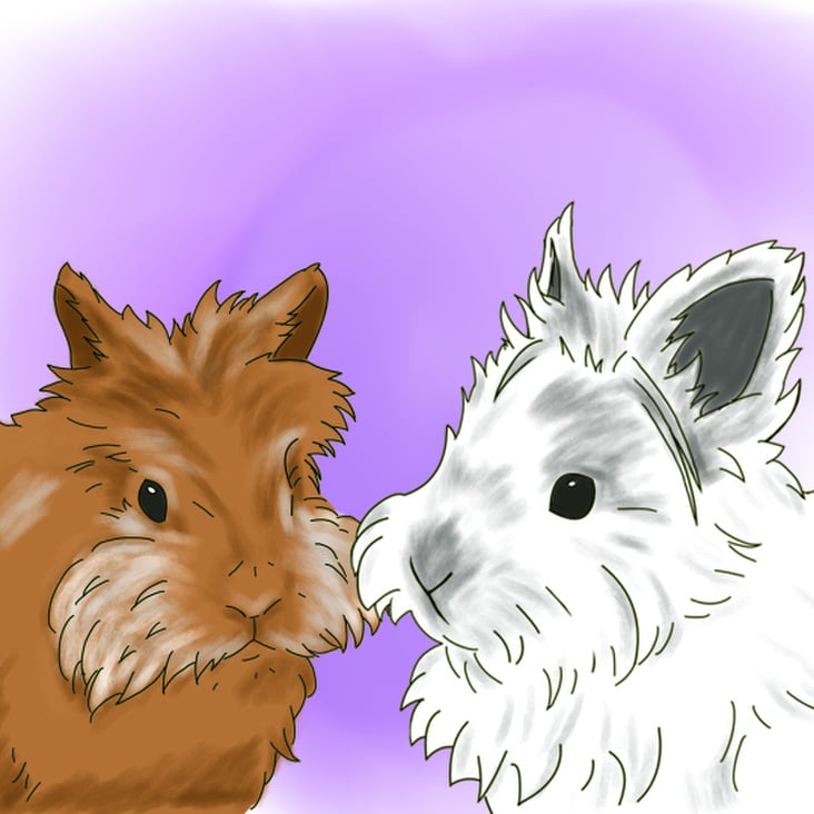 Pet Bunny drawings