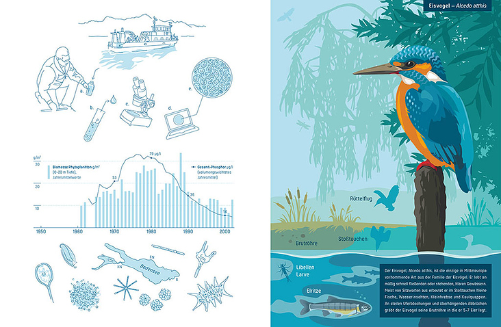 Umweltschutz – Eisvogel Lebensraum, Infografik