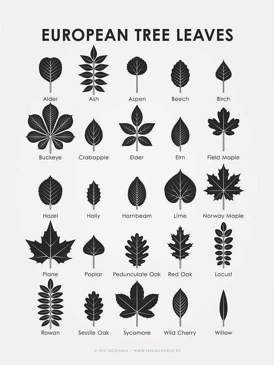 Identification Chart European Tree Leaves
