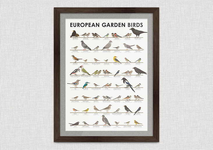 Identification Chart European Garden Birds