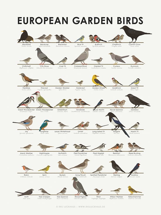 Identification Chart European Graden Birds