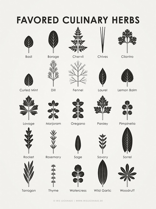 Identification Chart Favored Culinary Herbs