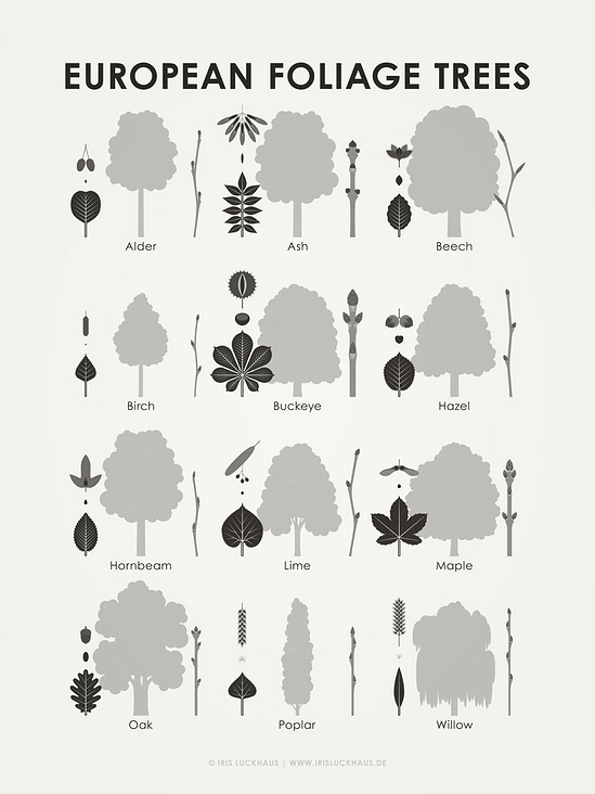 Identification Chart European Foliage Trees