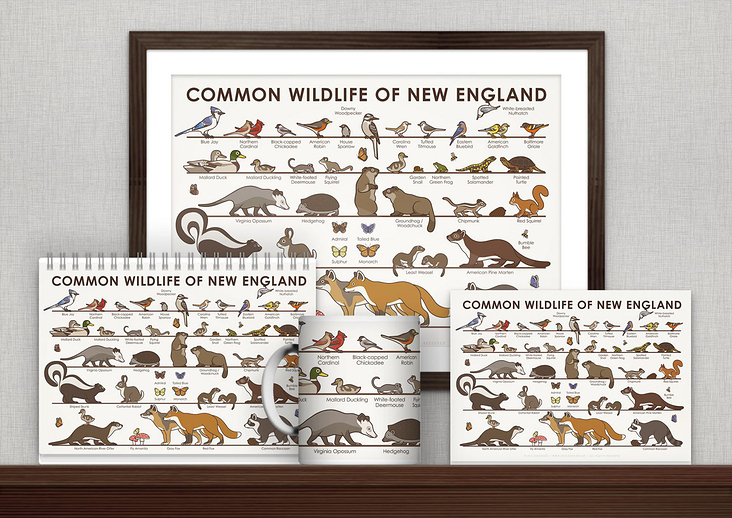 Common Wildlife of New England