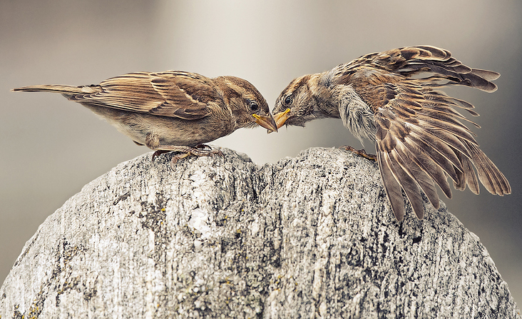 Christian Schirbort Photography Animal Wildlife Vögel