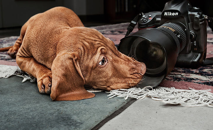 Christian Schirbort Photography Dog Home