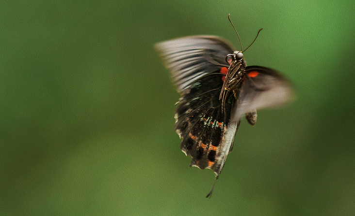 Christian Schirbort Photography Animal Butterfly
