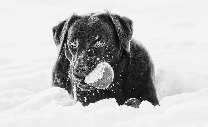 Christian Schirbort Photography Animals Hund
