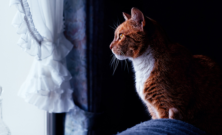 Christian Schirbort Photography Cat Foehr