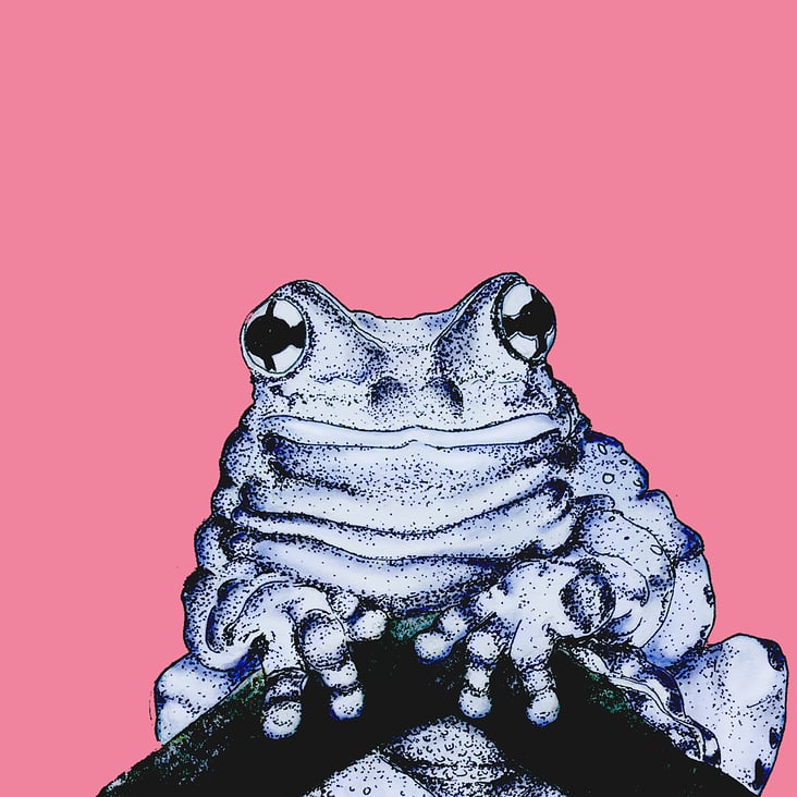 Milk Frog – Digitale Zeichnung