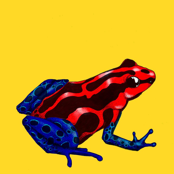 Poison Dart Frog