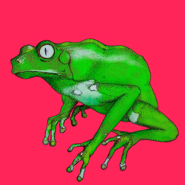 Tree Frog – Digitale Zeichnung